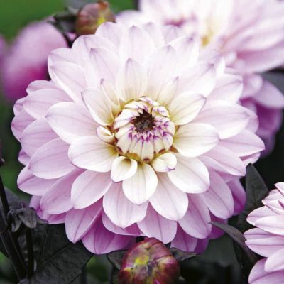 Георгина Мелоди Хармони Георгина Мелоди Хармони фото