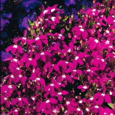 Лобелия Лилово-красный каскад Лобелия Лилово-красный каскад - Dolina-Sad.Ru