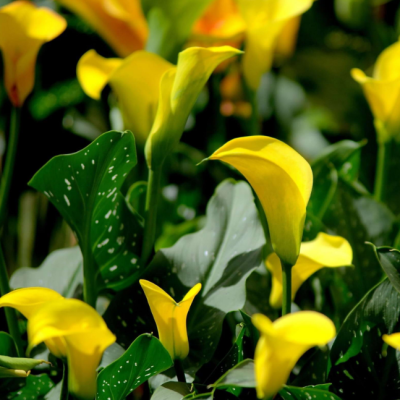 Калла Блек Меджик Калла Блек Меджик фото