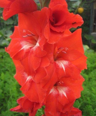 Гладиолус Франко Зекка Гладиолус Франко Зекка - Dolina-Sad.Ru