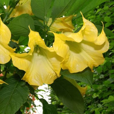 Дурман метел Балерина еллоу фото