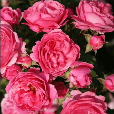 Роза Моин Моин фото