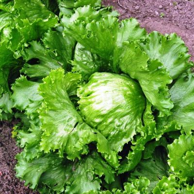 Салат Хрустик фото