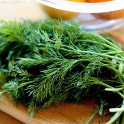 Укроп Обильнолистный Укроп Обильнолистный фото