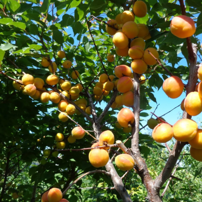 Абрикос Лель Абрикос Лель фото