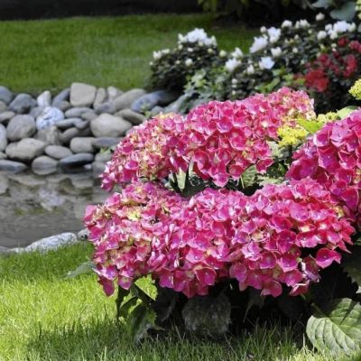 Гортензия крупнолистная Флейм Хот Пинк, С2 Гортензия крупнолистная Флейм Хот Пинк, С2 - Dolina-Sad.Ru