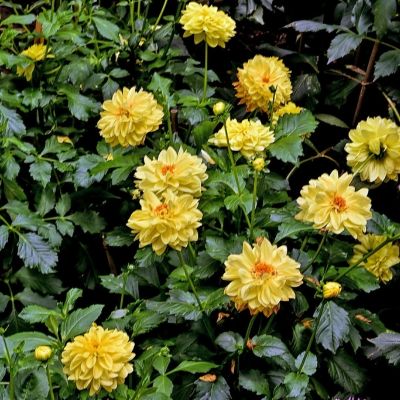 Георгина Санледи - Dolina-Sad.Ru