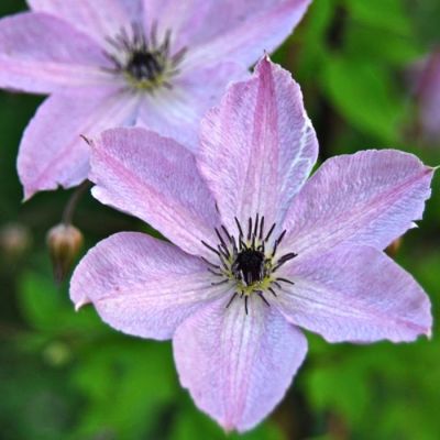 Клематис Фэйридаст - Dolina-Sad.Ru