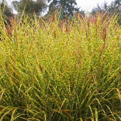 Мискантус Голд Бриз , С1,5 Мискантус Голд Бриз , С1,5 фото
