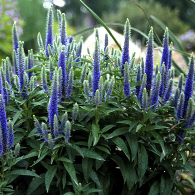 Вероника колосистая Нана Блаутеппих Вероника колосистая Нана Блаутеппих фото