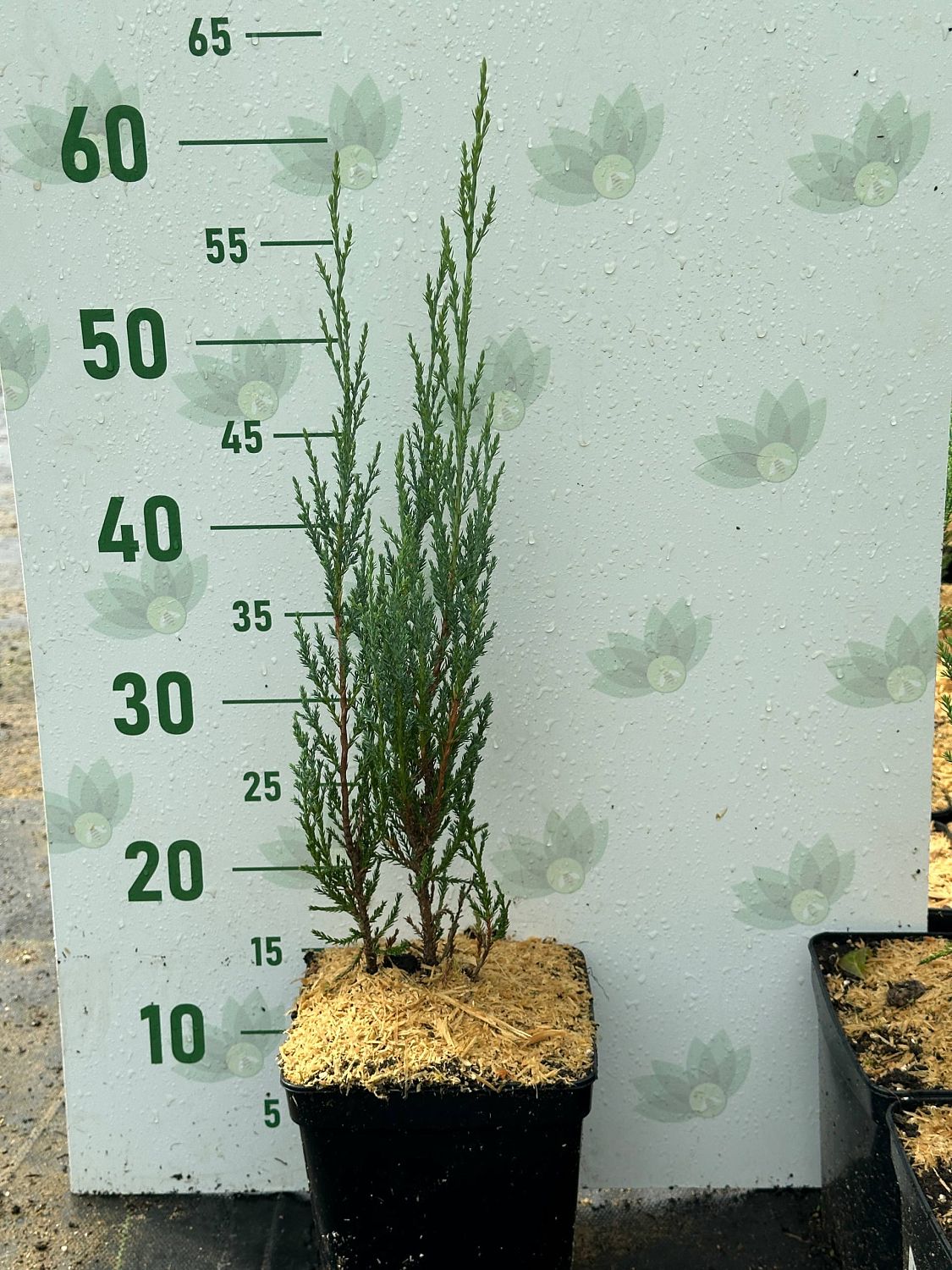 Можжевельник Блю Эрроу, С3 Можжевельник Блю Эрроу, С3 - Dolina-Sad.Ru