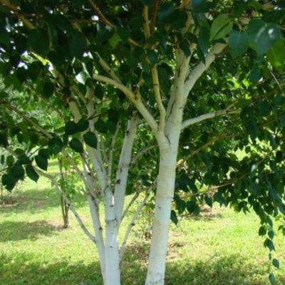 Береза Жакмона Лонг Транк фото