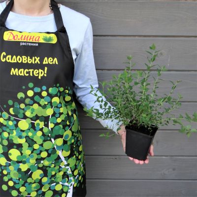 Спирея японская Нана, С2 Спирея японская Нана, С2 - Dolina-Sad.Ru