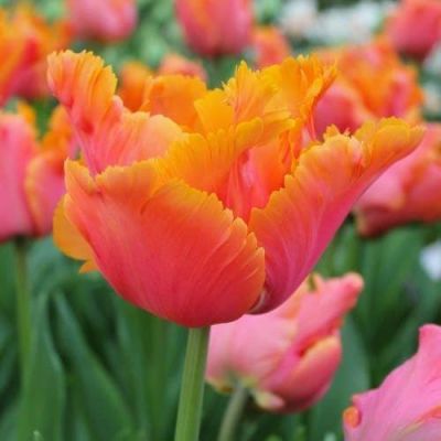 Тюльпан Эмейзинг Пэррот Тюльпан Эмейзинг Пэррот фото