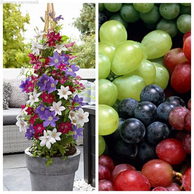 Комплект 4(Клематис+виноград) Комплект 4(Клематис+виноград) фото
