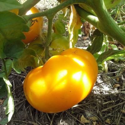 Томат Желтый шар Томат Желтый шар фото