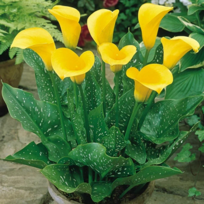 Калла Блек Меджик Калла Блек Меджик фото