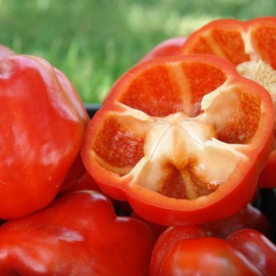 Перец Аристотель F1(Aristotle X3R), (Seminis/Голландия) фото