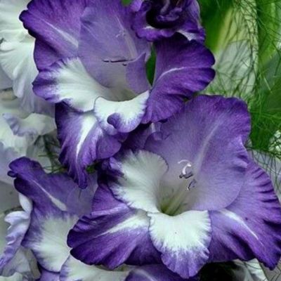 Гладиолус Вечерняя Звезда Гладиолус Вечерняя Звезда - Dolina-Sad.Ru