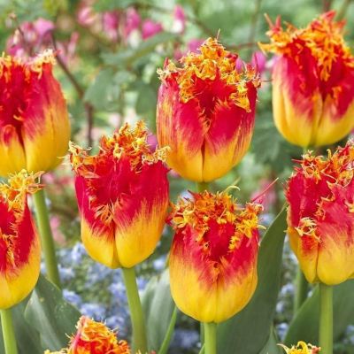 Тюльпан Реал Тайм Тюльпан Реал Тайм фото