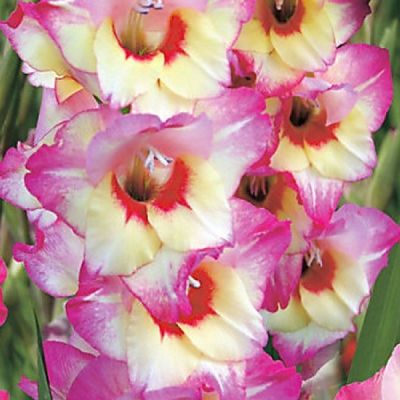 Гладиолус Новара Гладиолус Новара - Dolina-Sad.Ru