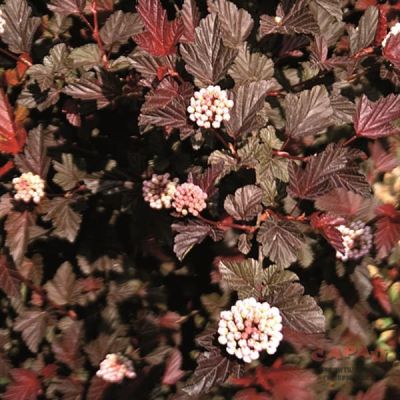 Пузыреплодник Леди ин Ред Пузыреплодник Леди ин Ред фото