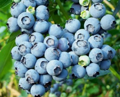 Голубика Блю Кроп (Высокорослая) Голубика Блю Кроп (Высокорослая) фото