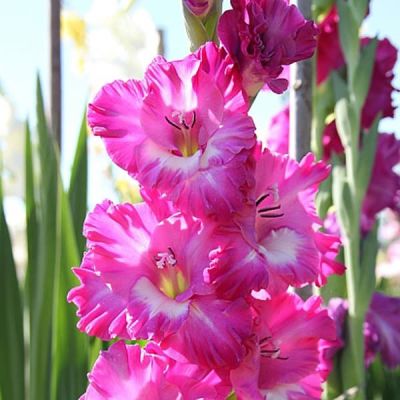 Гладиолус Кингстон Фриззл за копейку! Гладиолус Кингстон Фриззл за копейку! фото