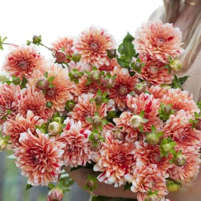 Георгина Стрипд Нагано Георгина Стрипд Нагано - Dolina-Sad.Ru