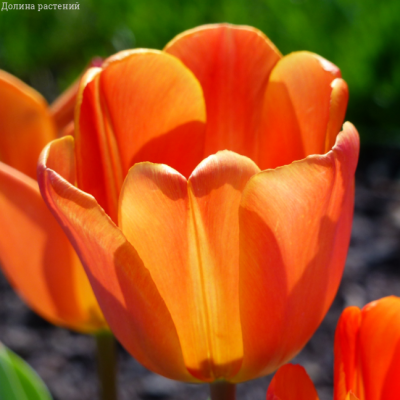Тюльпан Оранж Бриллиант Тюльпан Оранж Бриллиант - Dolina-Sad.Ru