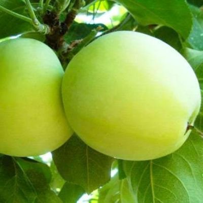 Яблоня Белый Налив/Летняя Яблоня Белый Налив/Летняя фото