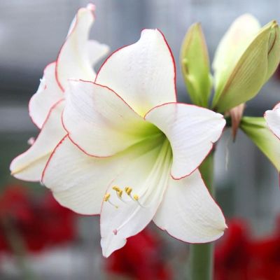 Амариллис Пикоти Амариллис Пикоти фото