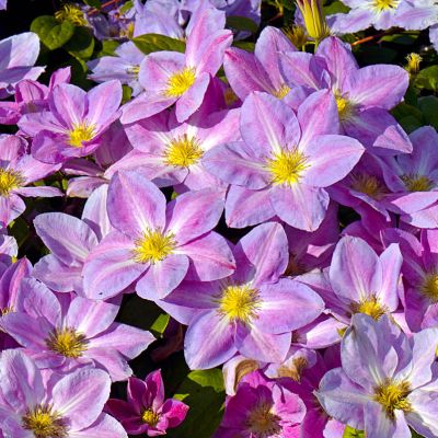 Клематис Чендж оф Харт Клематис Чендж оф Харт фото