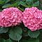 Гортензия крупнолистная Претти Пинк Гортензия крупнолистная Претти Пинк - Dolina-Sad.Ru
