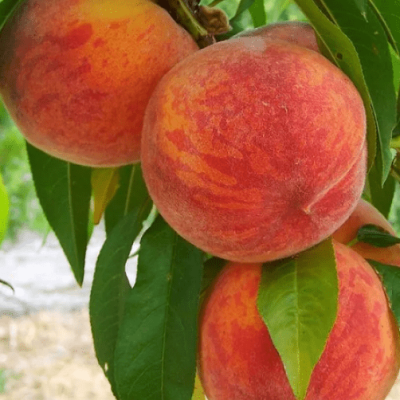 Персик Рубино фото