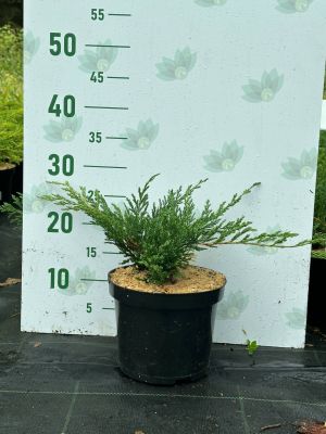 Можжевельник горизонтальный Хьюз, С3 - Dolina-Sad.Ru