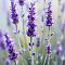 Лаванда, С3 Лаванда, С3 - Dolina-Sad.Ru