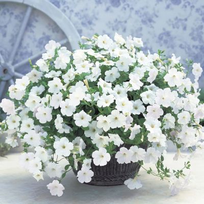 Петуния Оватион Вайт - Dolina-Sad.Ru