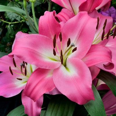 Лилия Брузаго - Dolina-Sad.Ru