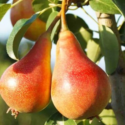Груша Июньская Красавица Груша Июньская Красавица - Dolina-Sad.Ru