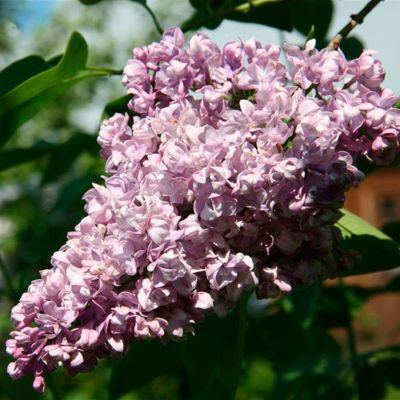 Сирень обыкновенная Эмиль Лемуан Сирень обыкновенная Эмиль Лемуан - Dolina-Sad.Ru