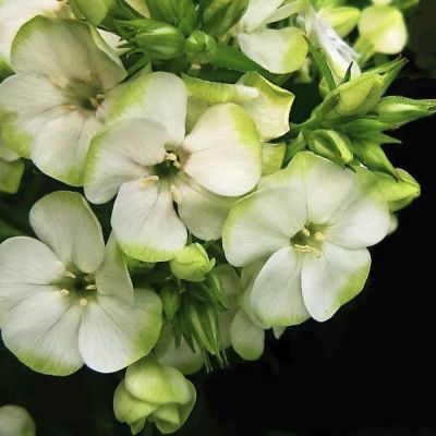 Флокс Оркид Грин Флокс Оркид Грин - Dolina-Sad.Ru