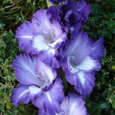 Гладиолус Вечерняя Звезда Гладиолус Вечерняя Звезда - Dolina-Sad.Ru