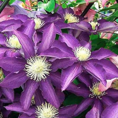 Клематис Хакуоокан Клематис Хакуоокан фото