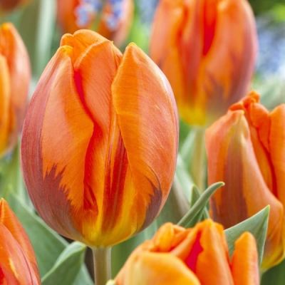 Тюльпан Эрмитаж Тюльпан Эрмитаж фото