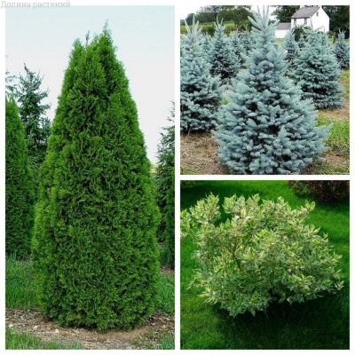 Микс декоративных растений (3=2) Микс декоративных растений (3=2) фото