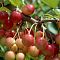 Черешня Юлия фото