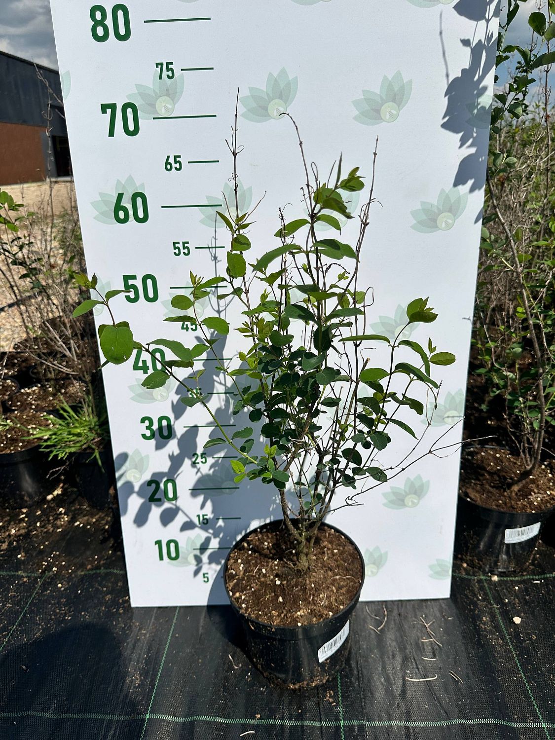 Снежноягодник белый, С3 - Dolina-Sad.Ru