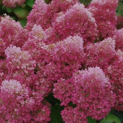 Гортензия метельчатая Петит Флори, С3 Гортензия метельчатая Петит Флори, С3 - Dolina-Sad.Ru