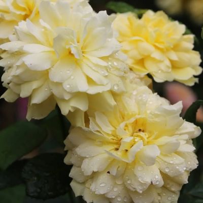 Роза Жоэль Маруани Роза Жоэль Маруани - Dolina-Sad.Ru